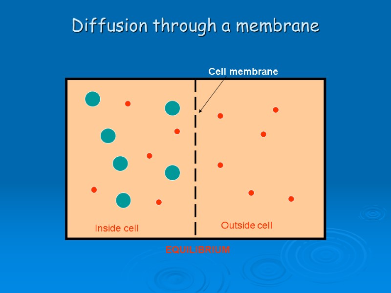 Diffusion through a membrane Cell membrane Inside cell Outside cell EQUILIBRIUM